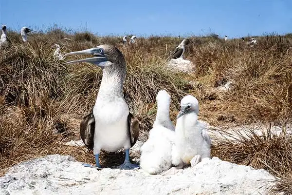 Avistamiento de Aves