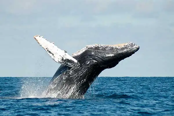 Avistamiento de Ballenas